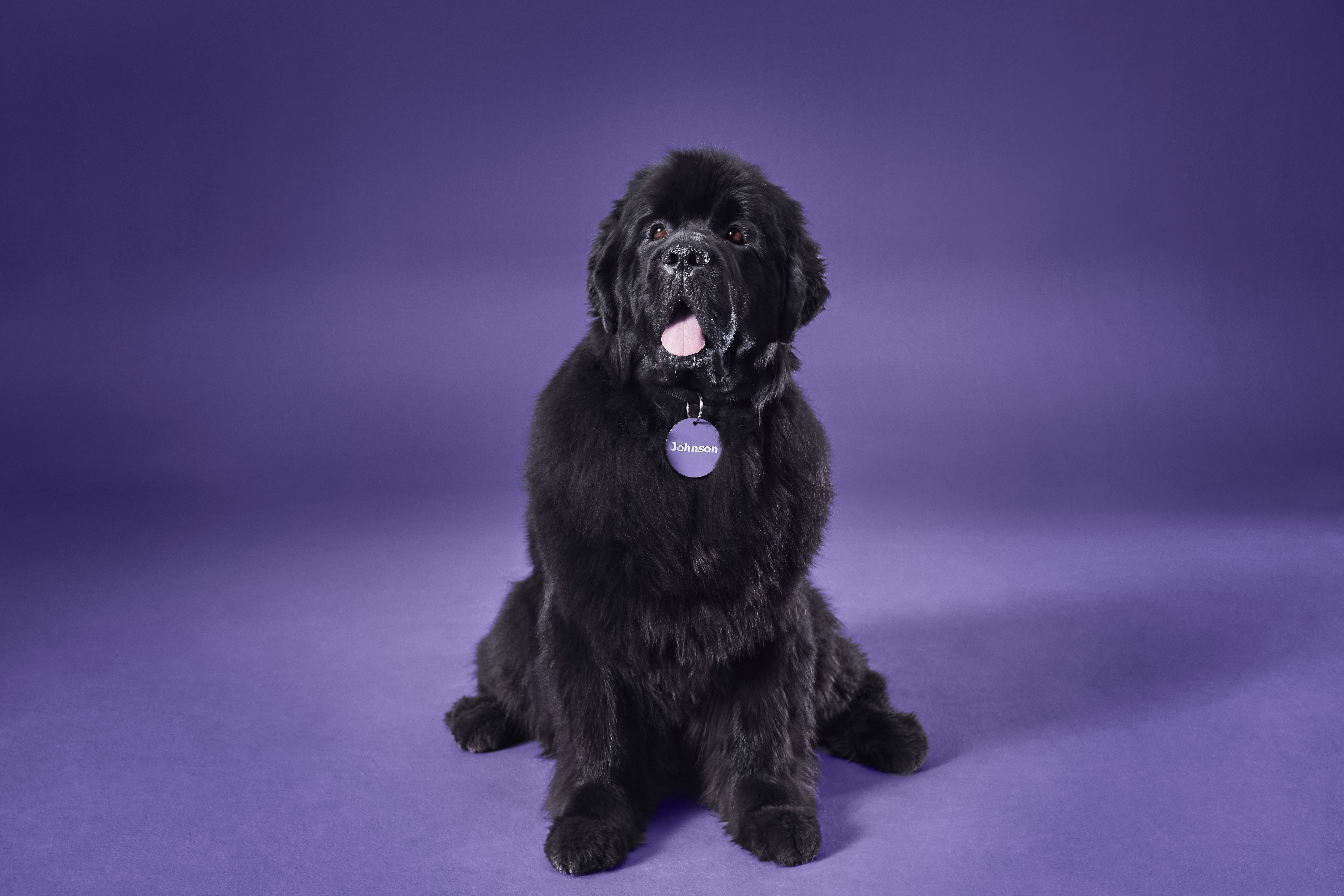 L’ambassadeur de la marque Johnson Insurance – un gros chien au pelage noir avec au cou une médaille violette arborant le nom Johnson.
