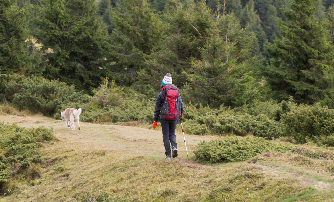 person walking down a trail in a forest with their dog in front of them